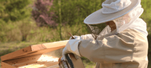 Beekeepers caring for bees